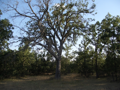 Uno de los árboles respetados en las periódicas cortas del monte del Rebollar, en el lugar donde descansó la reina
